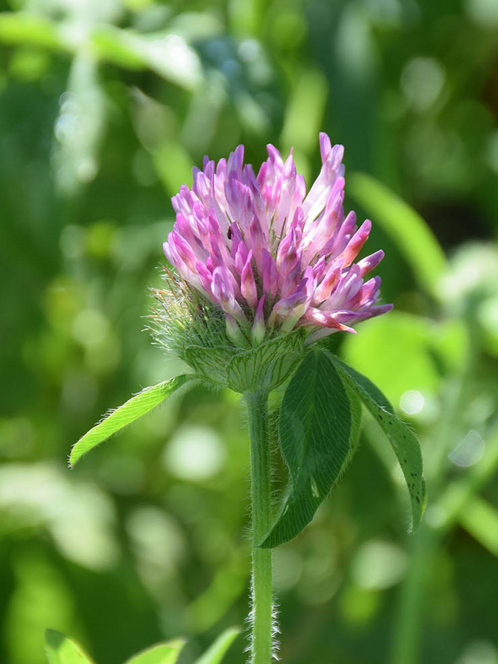 990 Elite Red Clover
